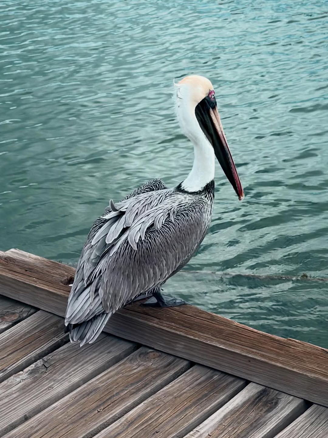 Aruba