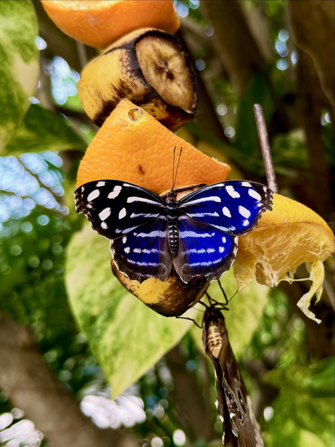 Aruba