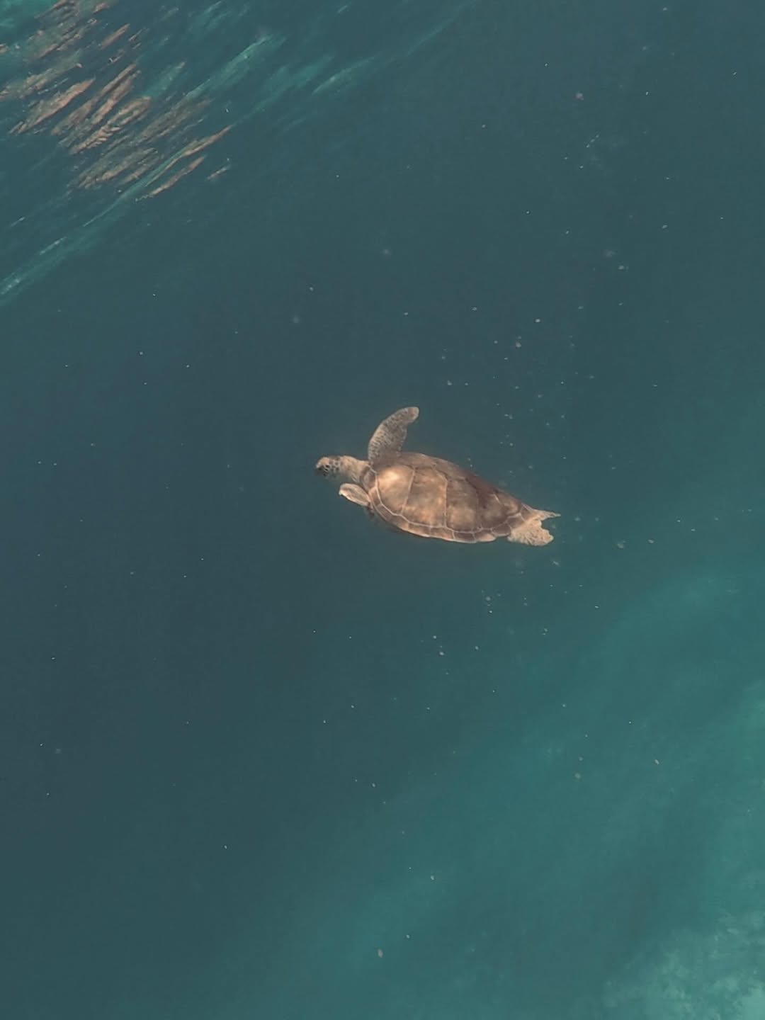 Aruba