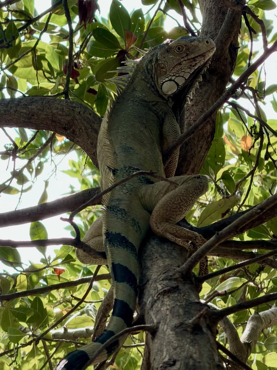 Aruba